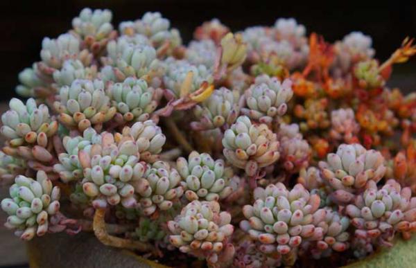 蓝豆的养殖方法