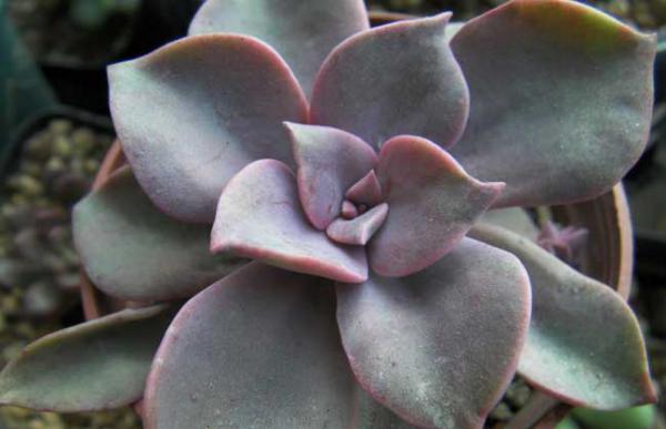 初恋多肉怎么养殖?