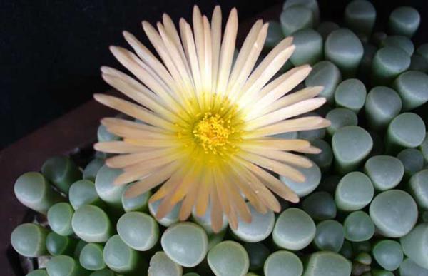 五十铃玉种子怎么种？