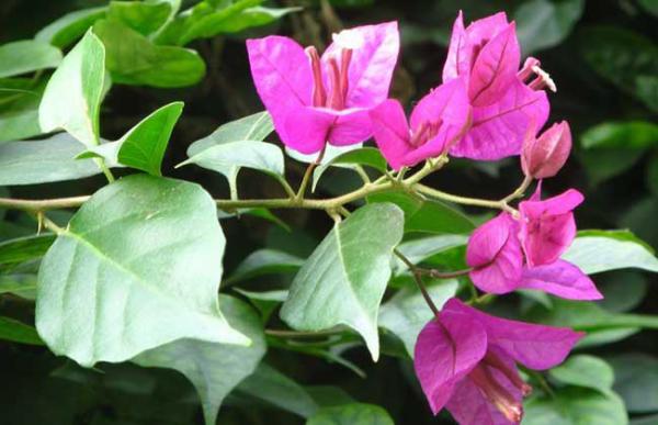 三角梅的栽培方法