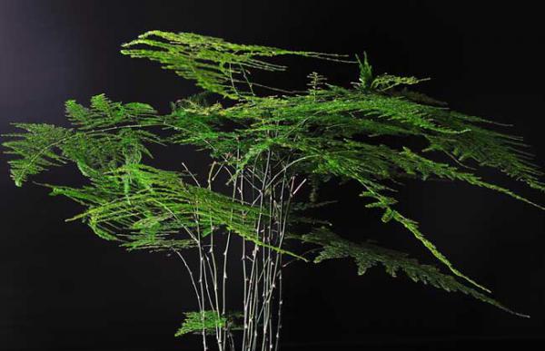 文竹有什么寓意？