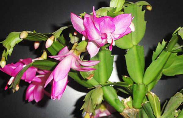 蟹爪兰是多肉植物吗?