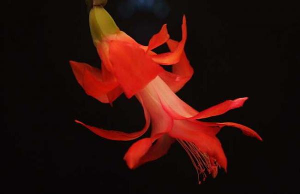 蟹爪兰叶子发黄怎么办？