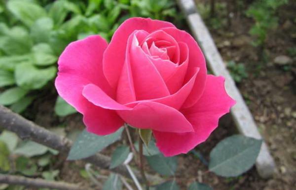 月季花育苗技术