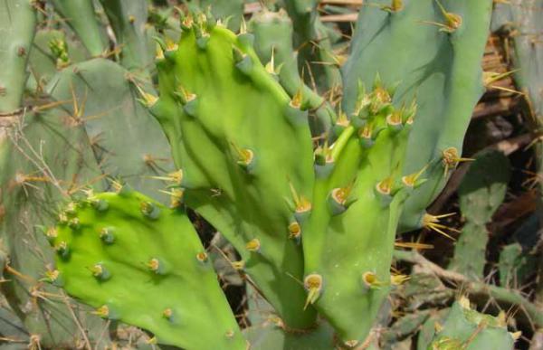 仙人掌有叶子吗？