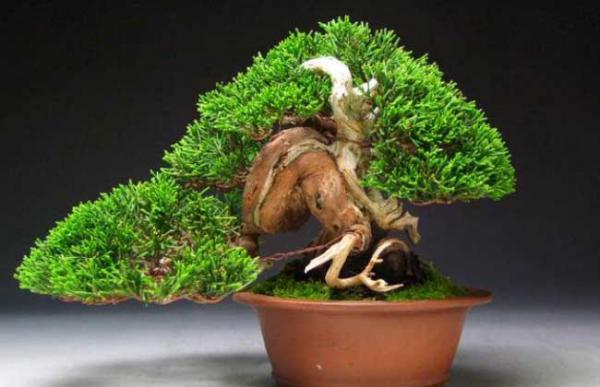 松树盆景怎么养？