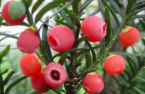 红豆杉能放在卧室吗?