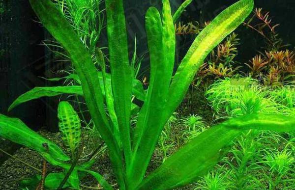 哪些水草会开花？