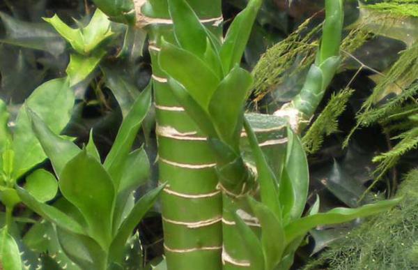 富贵竹能晒太阳吗?