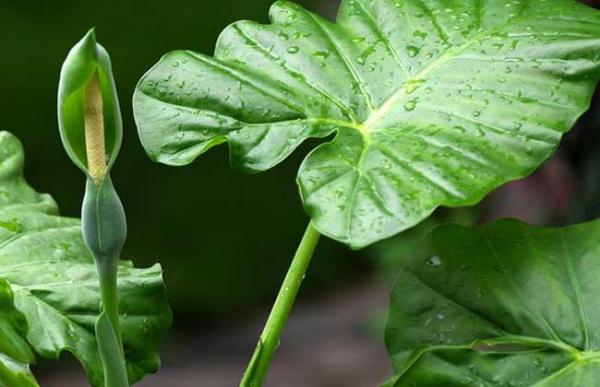滴水观音是什么植物?