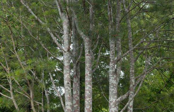 白皮松产地在哪里？