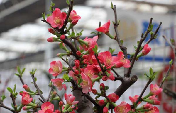 盆栽梅花怎么养？