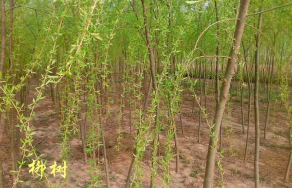 柳树的繁殖方法