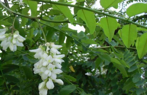 国槐种子繁殖方法