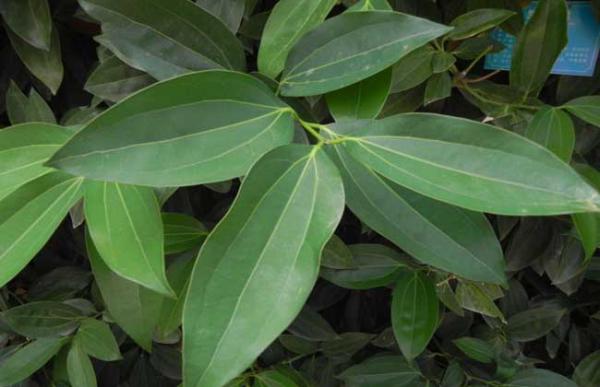 平安树会开花吗?