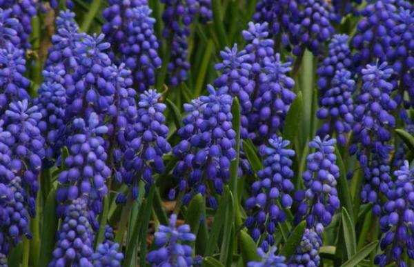 薰衣草的产地分布