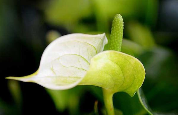 一帆风顺的作用有哪些?