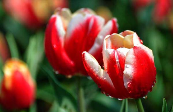 郁金香的养殖条件