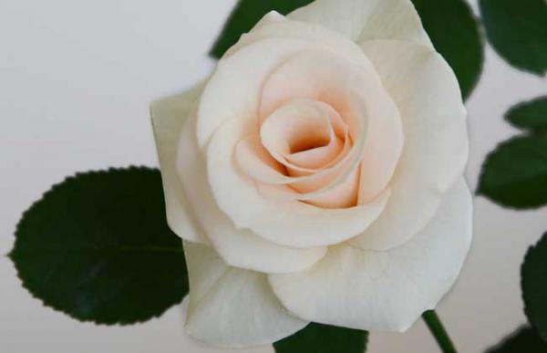 香槟玫瑰花语是什么?