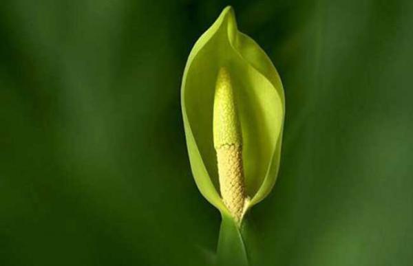 滴水观音的作用有哪些?