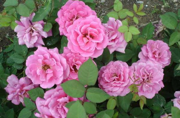 盆栽月季花怎么养?