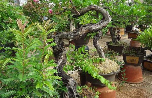 清香木开花吗？