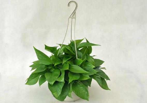 绿萝的品种分类有哪些?