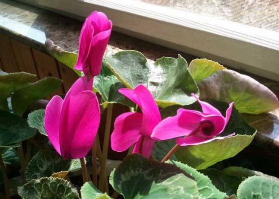 仙客来的花语是什么?