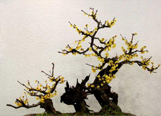 腊梅花盆景的制作和养护