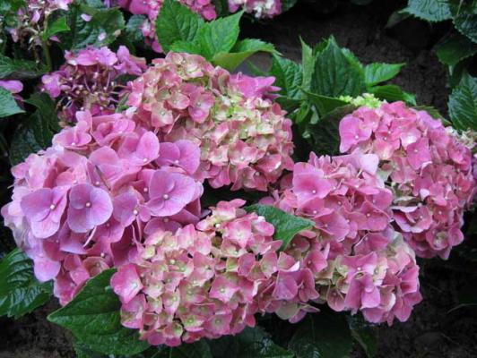 绣球花的繁殖方法有哪些?