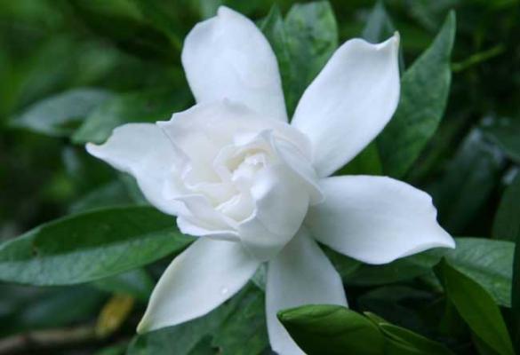 栀子花的花语是什么?