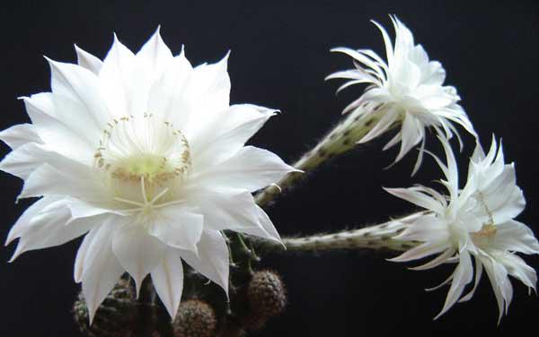 如何才能使仙人球开花?