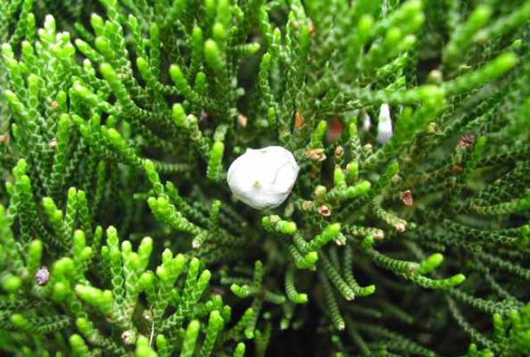 龙柏的栽培技术