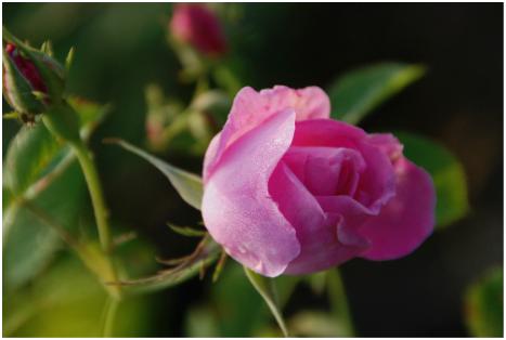 大马士革玫瑰的生产带分布