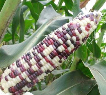 玉米棒上怎么会有不同颜色的玉米粒？