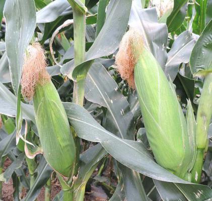 玉米全程施肥方案（玉米施肥技术）