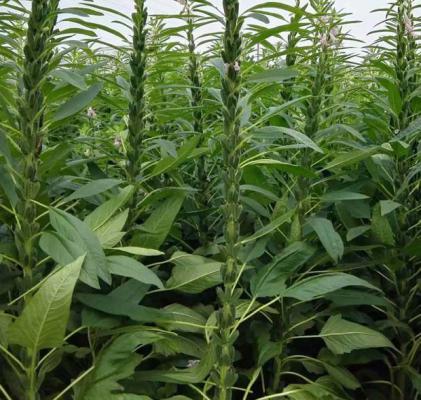 芝麻需肥规律（芝麻施肥方案）