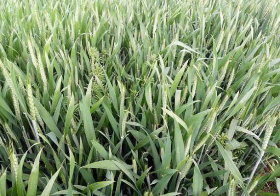 小麦施肥用法用量（小麦追肥方案）