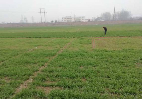 小麦需肥规律（小麦需肥特性）