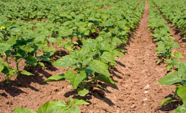 向日葵需肥规律（向日葵需肥特点）