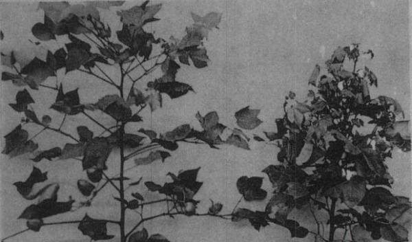 什么是棉花“蕾而不花”症？