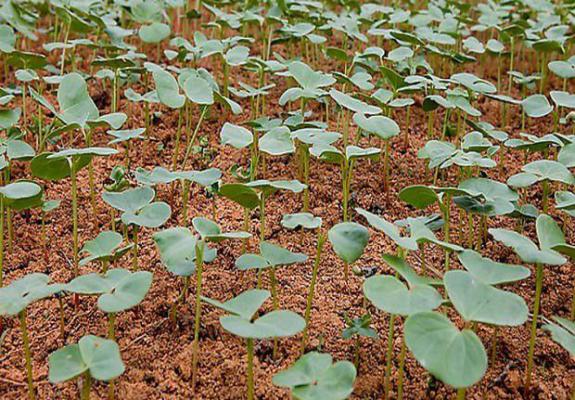 种植棉花能用哪些除草剂（棉花除草剂有哪些）