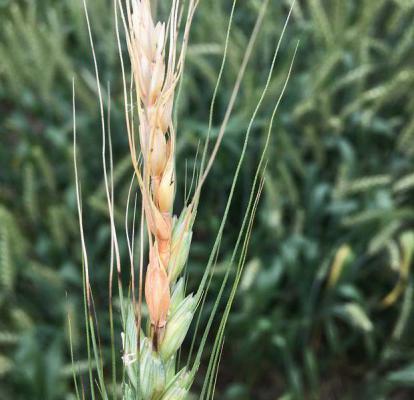 防治小麦赤霉病的农药