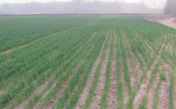 小麦打除草剂的最佳时间（小麦除草剂什么时间打）