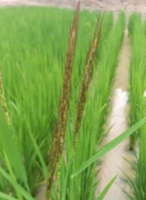 什么是鬼稻（鬼稻子怎么产生）