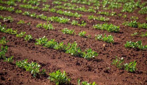 花生地下害虫防治措施（花生地下害虫防治农药）