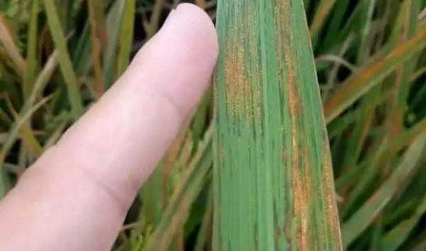 水稻细菌性条斑病症状（水稻细菌性条斑病用什么药）