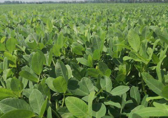 花生使用芸苔素内酯的作用（花生使用芸苔素内酯方法）