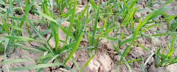 小麦田杂草如何喷施除草剂？给小麦喷施除草剂需要注意什么？