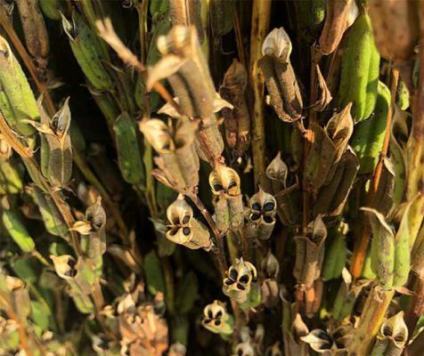 芝麻种子的贮藏方法